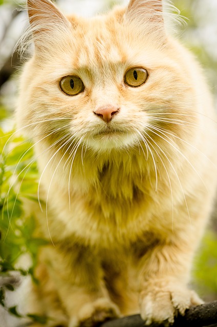 Paysage canadien avec un chat