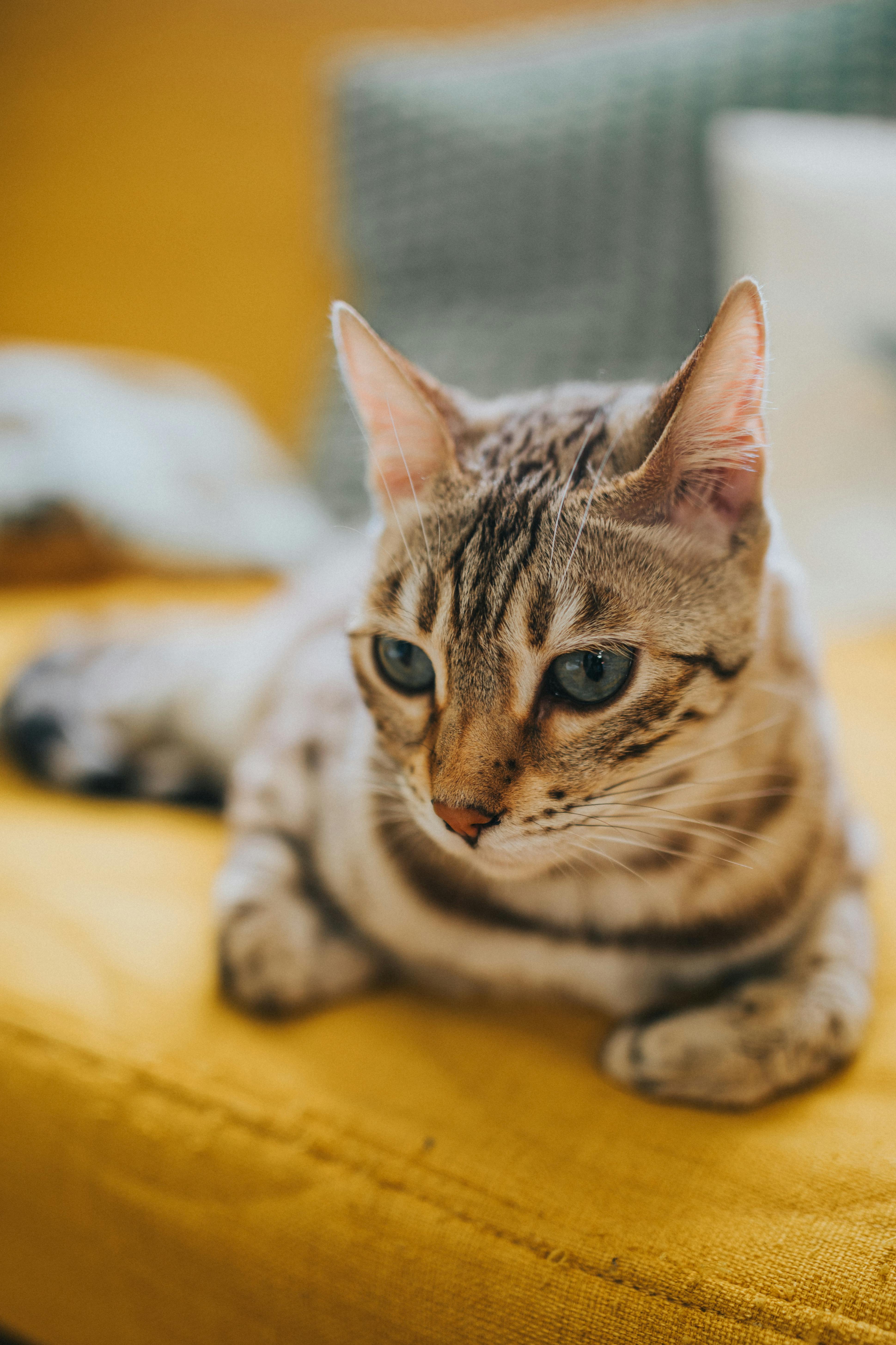 Postkatzen Lüttich