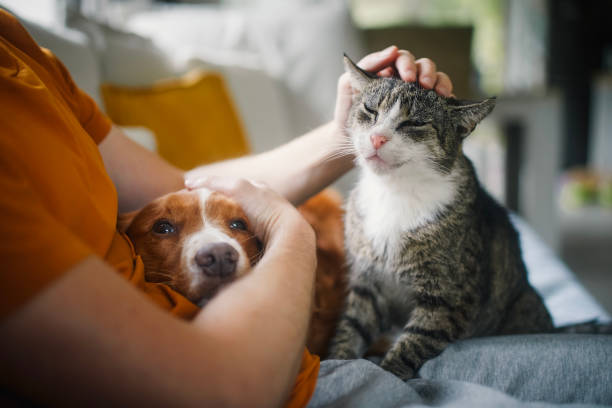 Europäische Katze