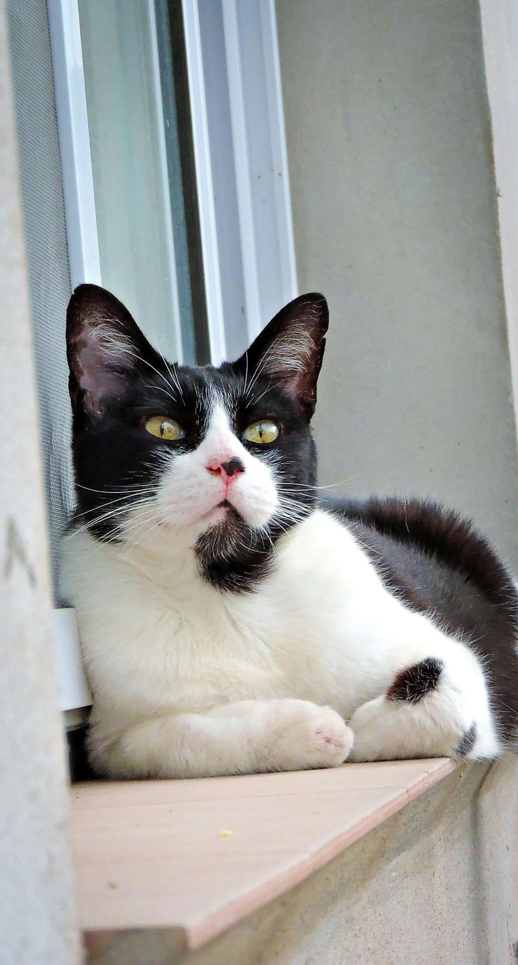 Brüsseler Katzen