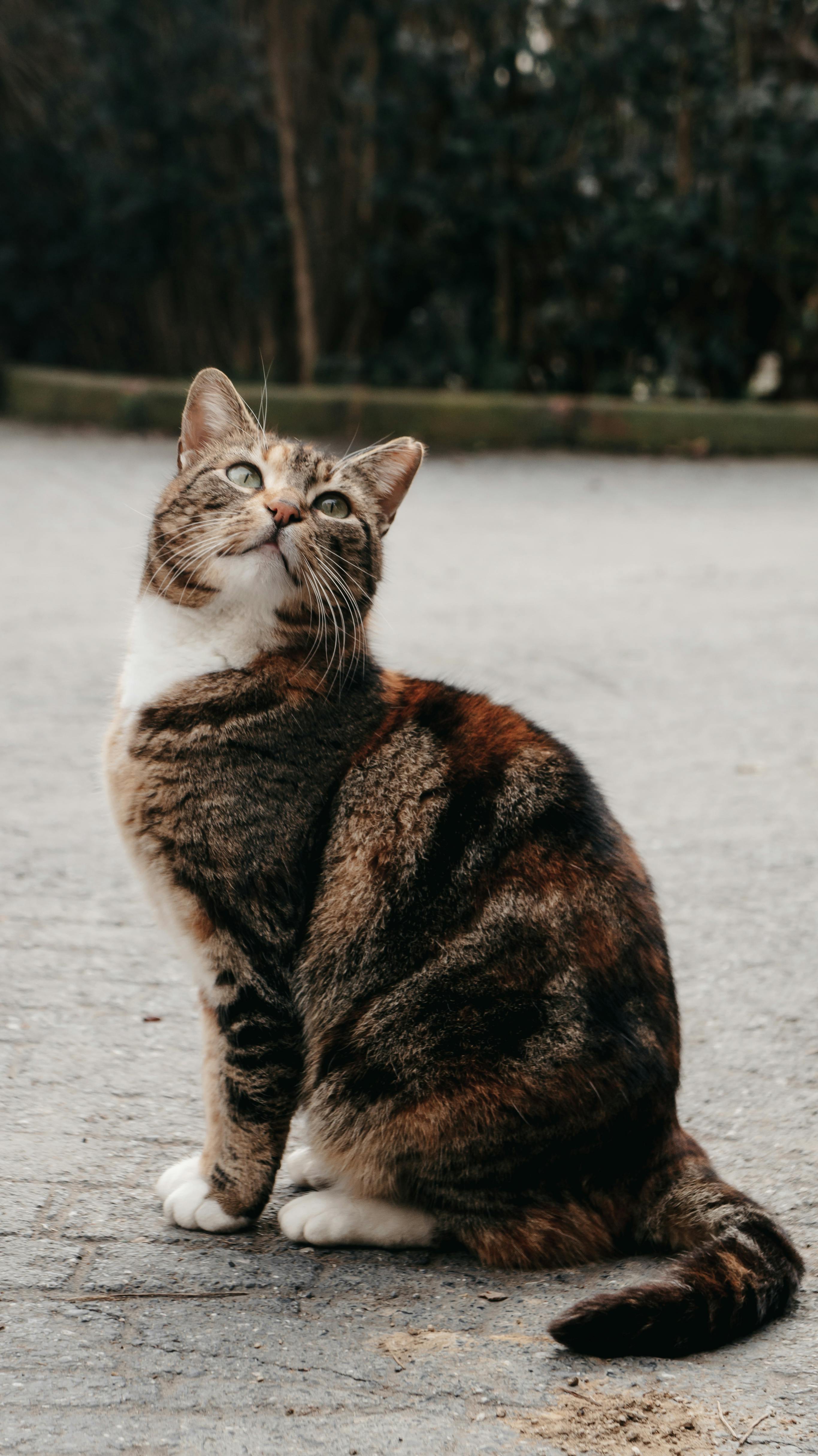 招き猫