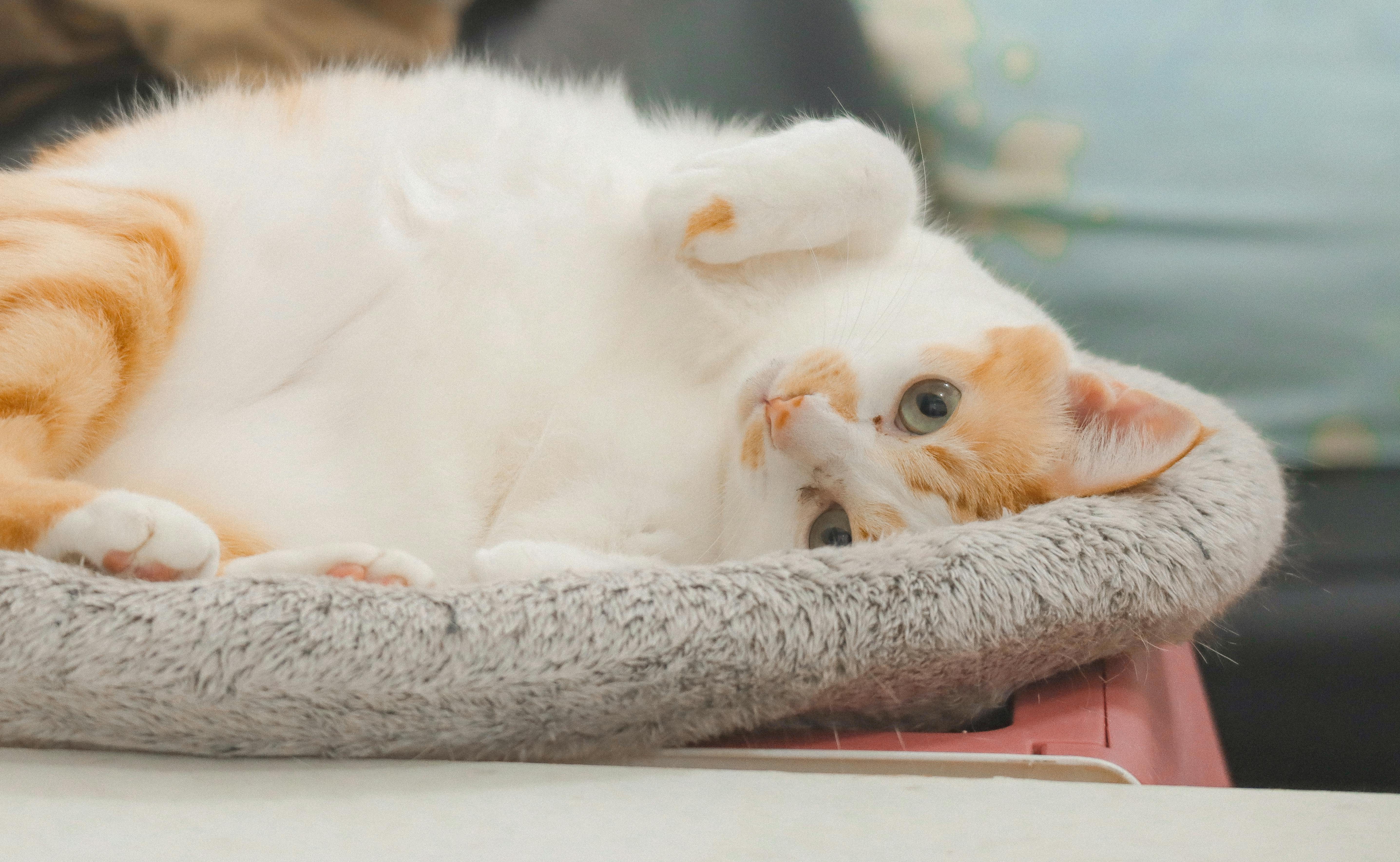 猫の未来