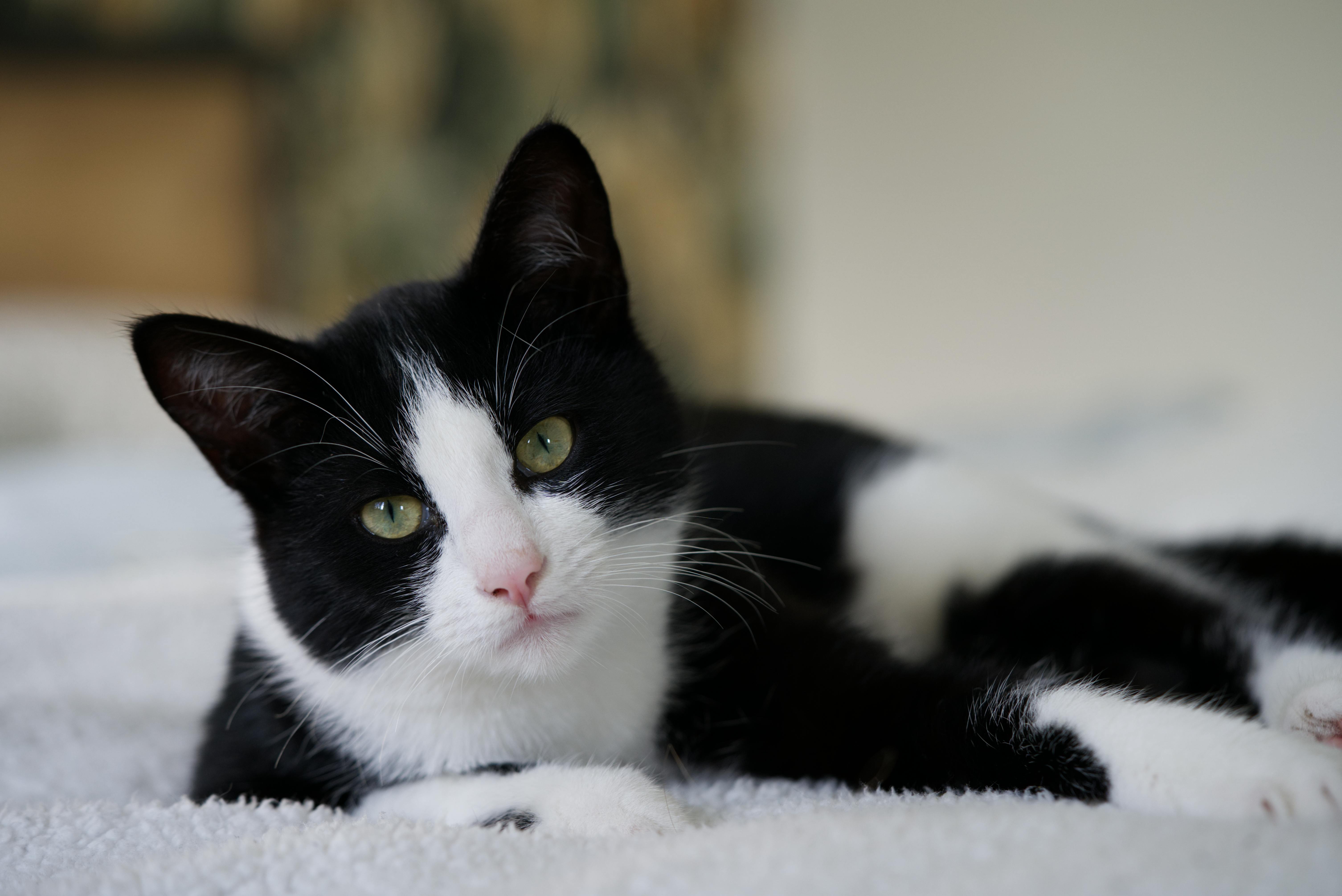 Cat 8