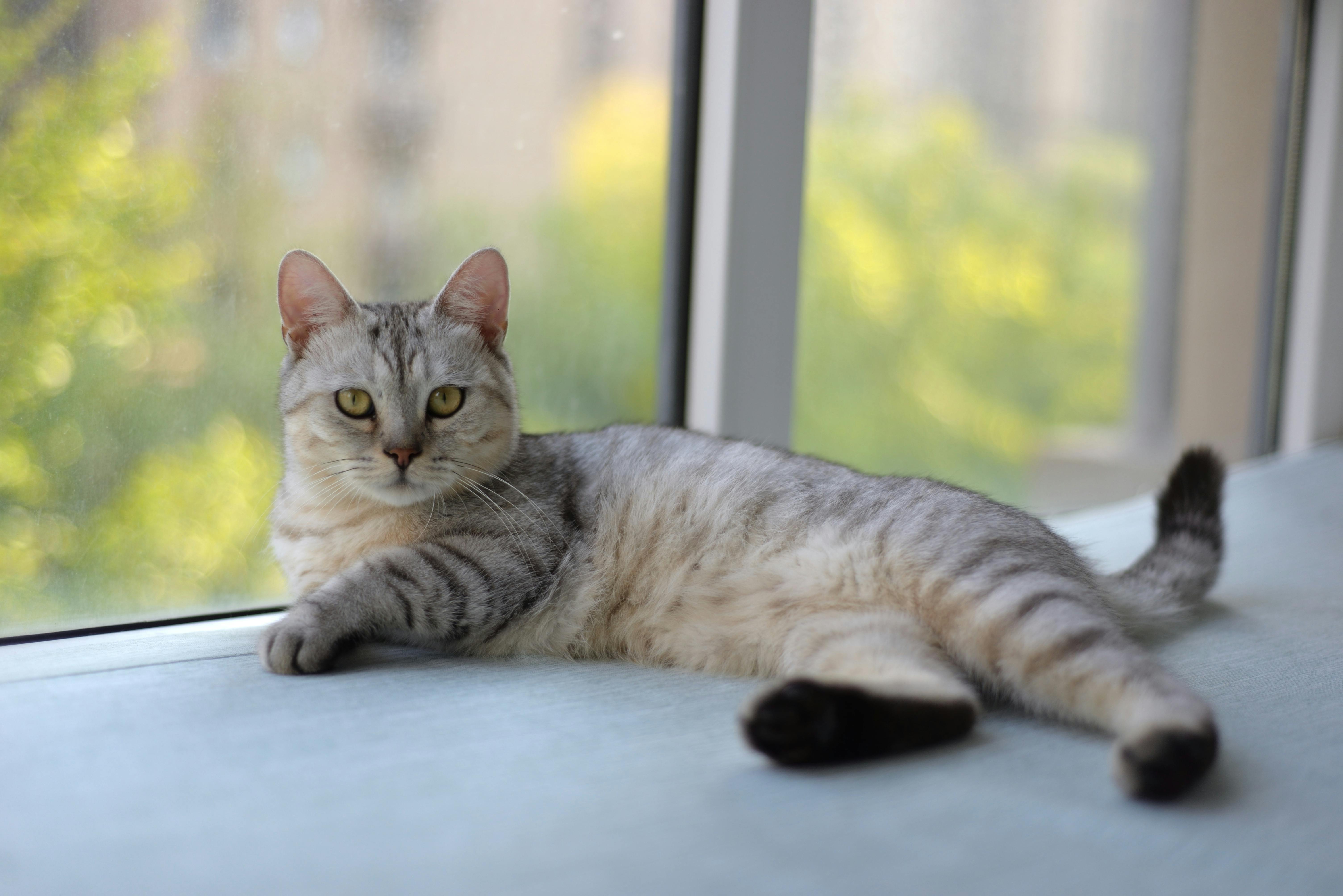 Cat 9